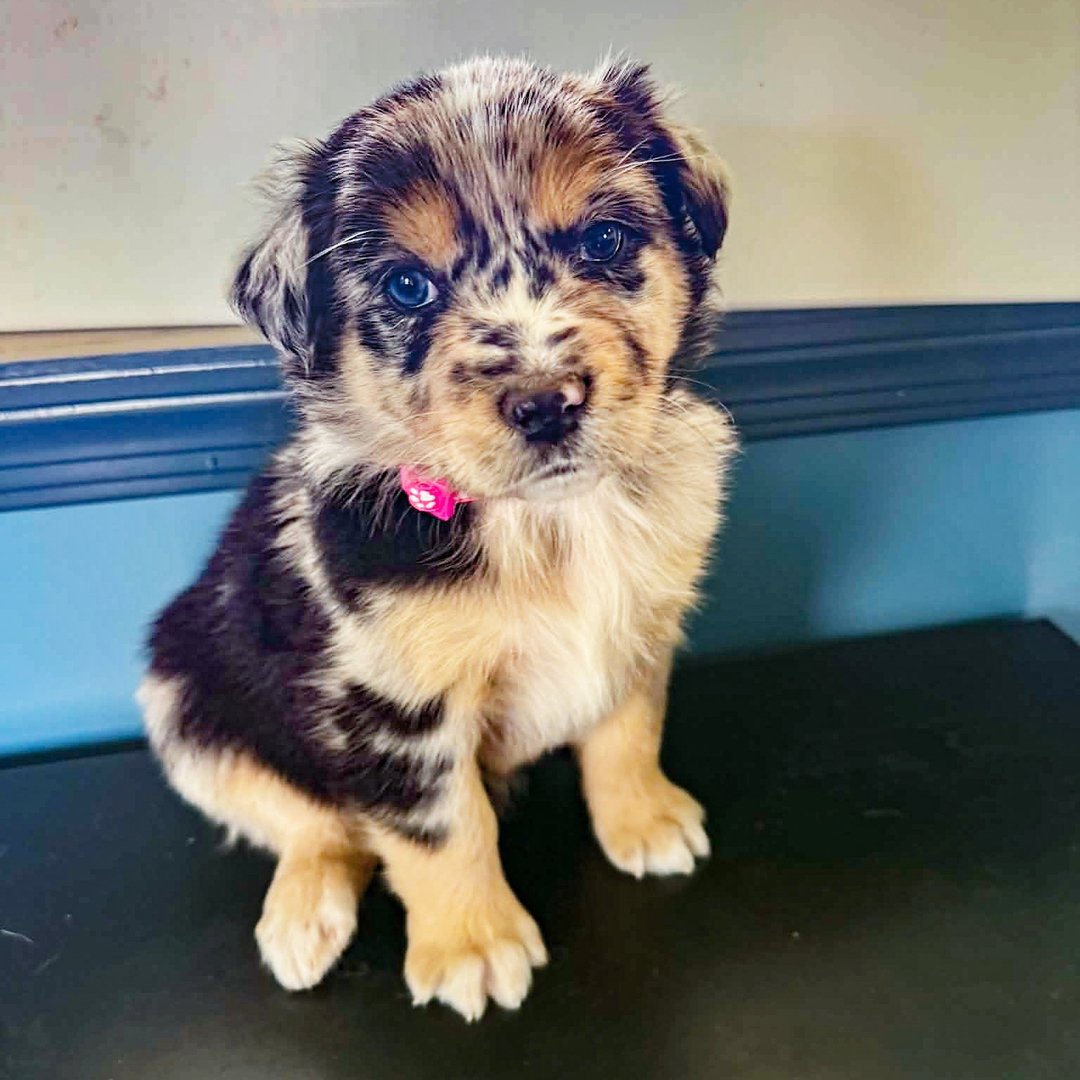 Chiot Berger Australien mâle bleu merle