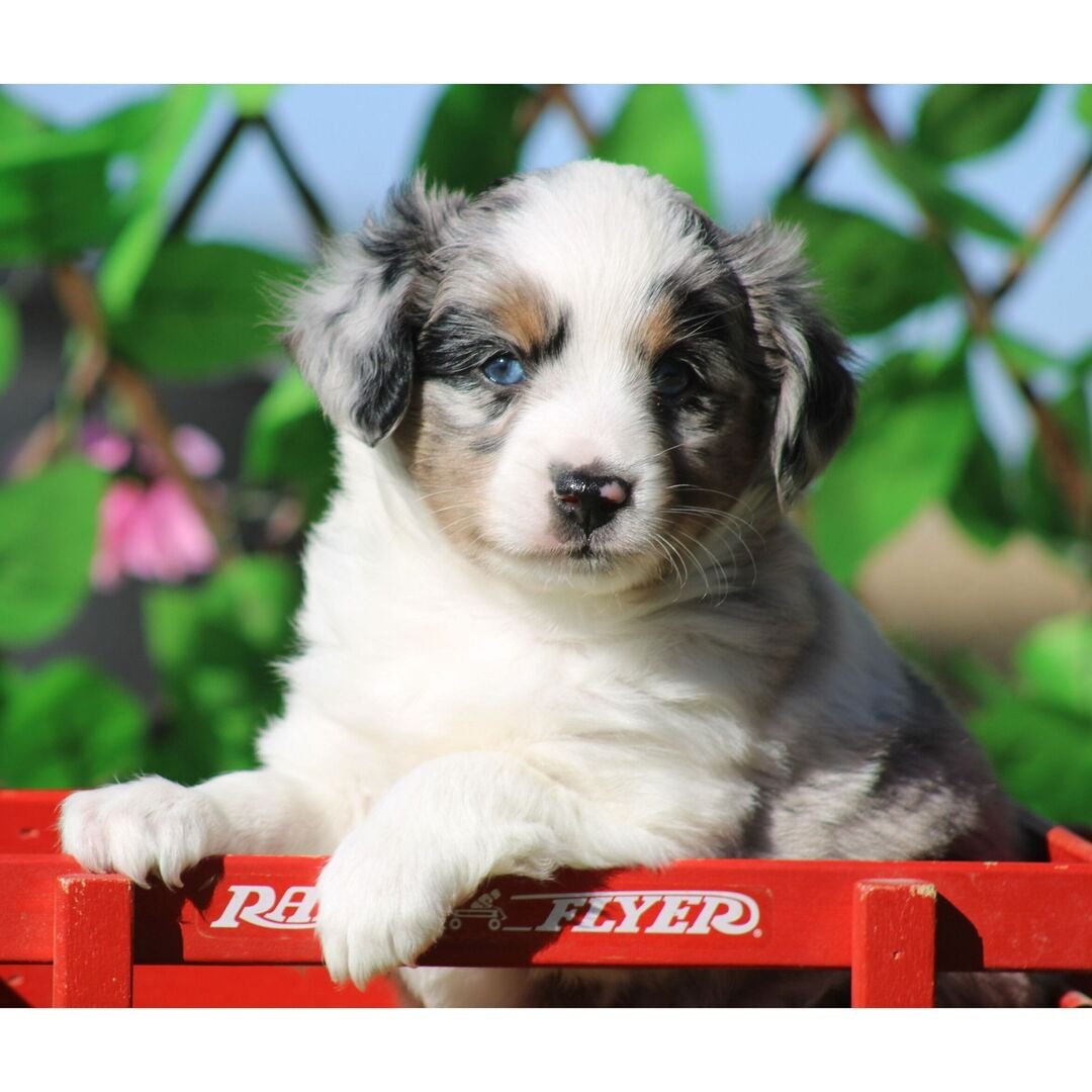 Étoile avec ses frères