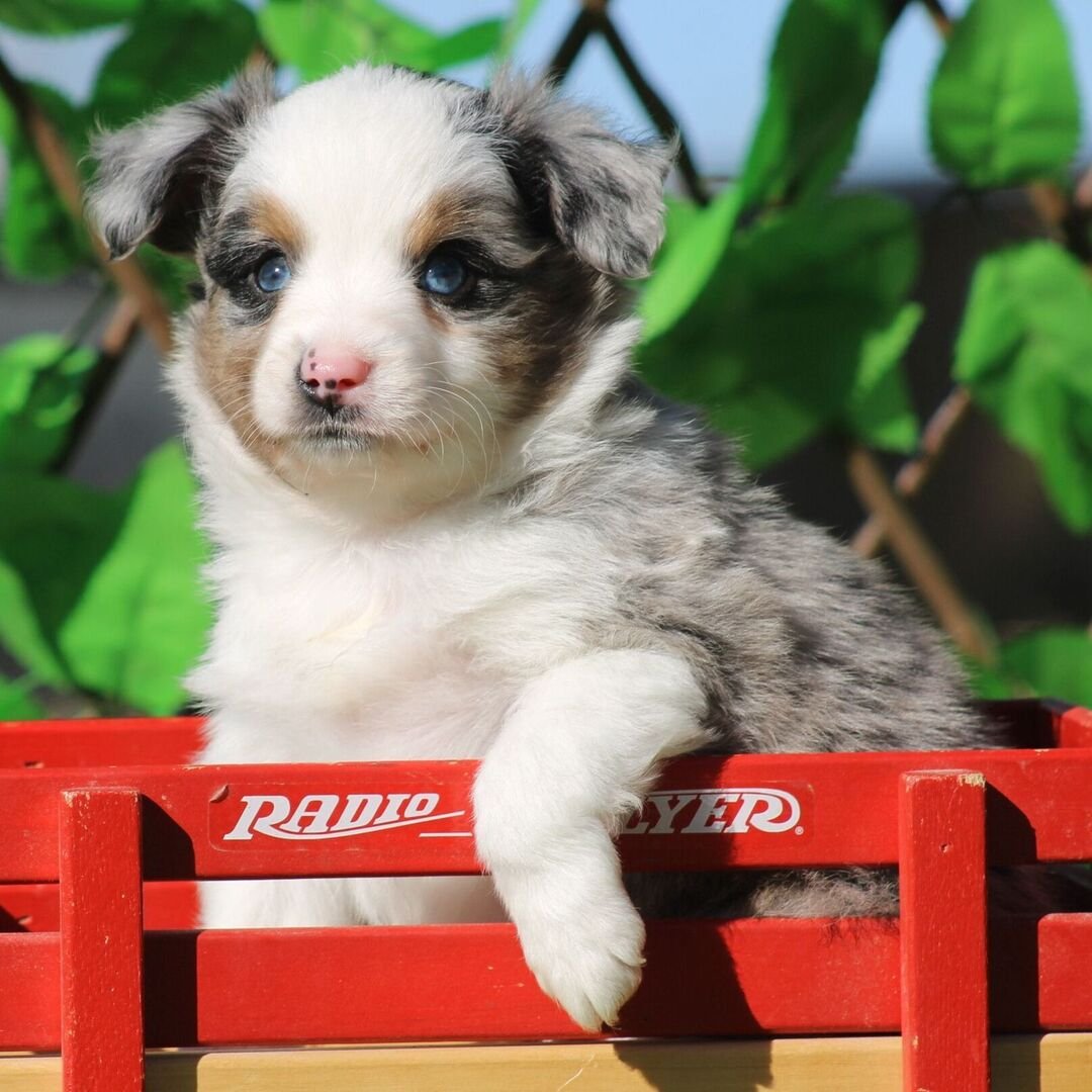 Chiot Berger Australien mâle noir et feu