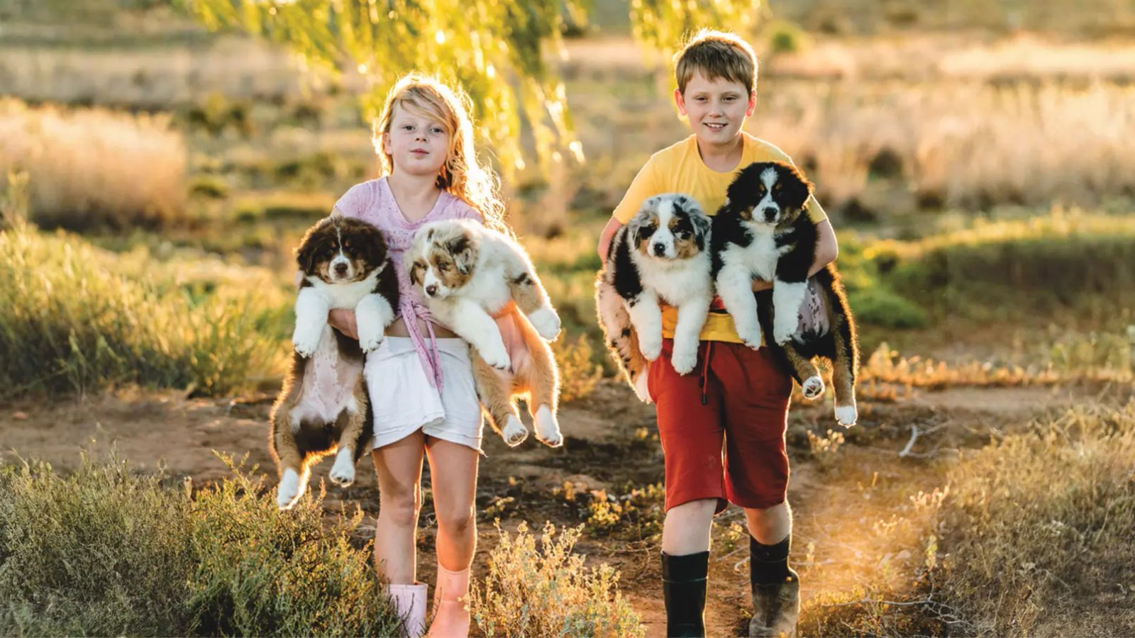 L'équipe de Chiots Berger