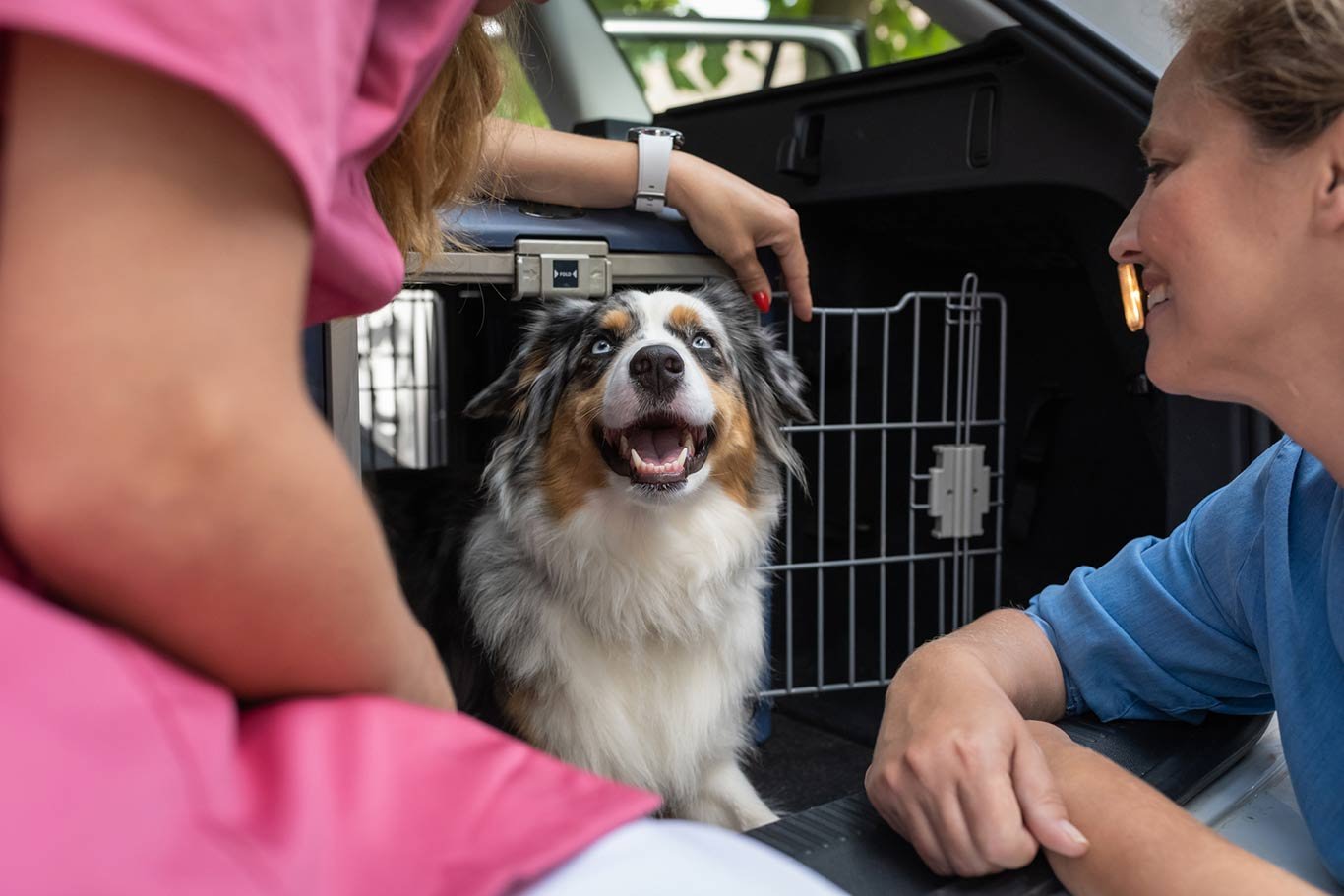 Transport sécurisé pour chiot