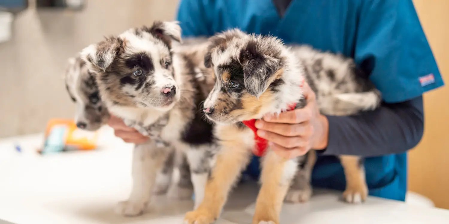 Examen vétérinaire d'un chiot Berger Australien